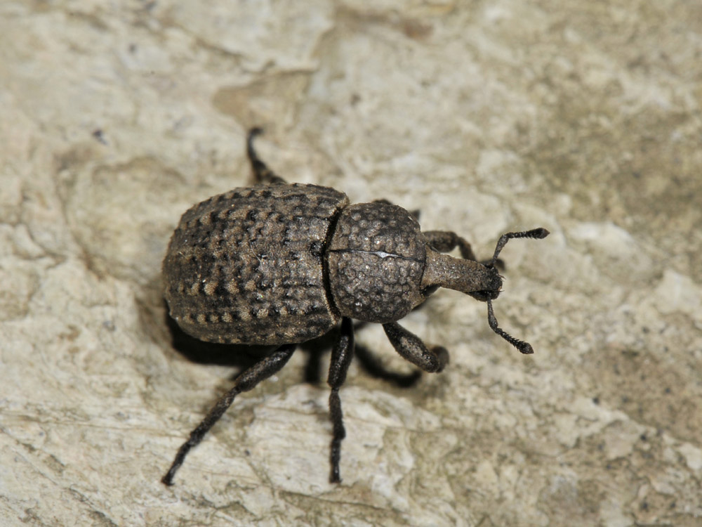 Curculionide da identificare - Minyops cf. variolosus